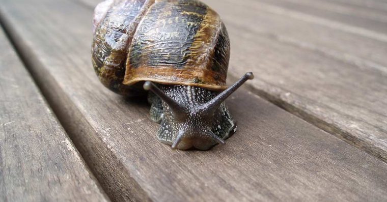 A garden snail on a bench