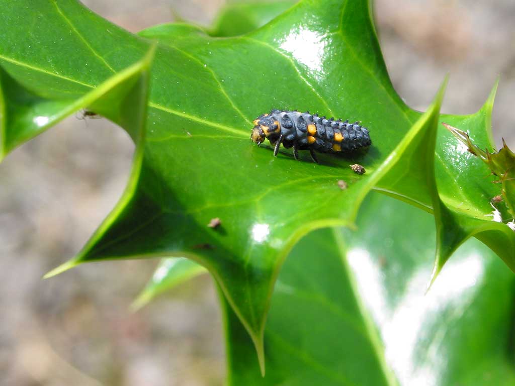 A 7-spot ladybird larva on a holly leaf
