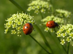 Ladybirds on flowers