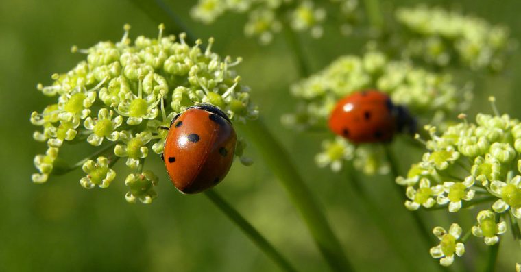 Ladybirds on flowers