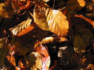 Autimn leaves on a woodland floor