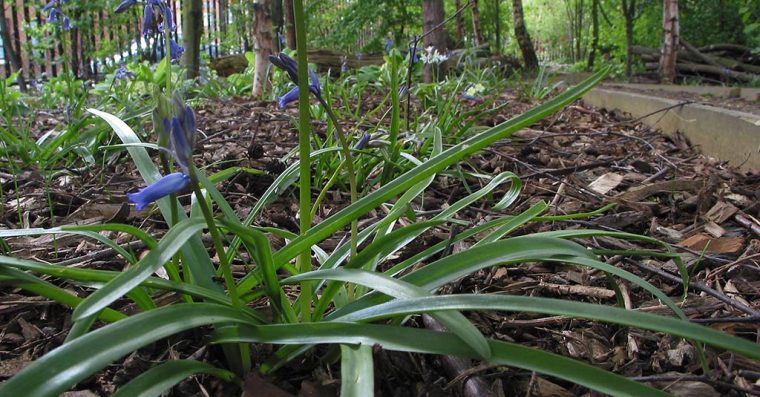 Bluebells growing under trees in a woodland