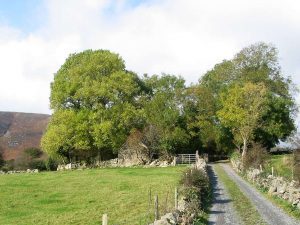 Trees at the edge of a field