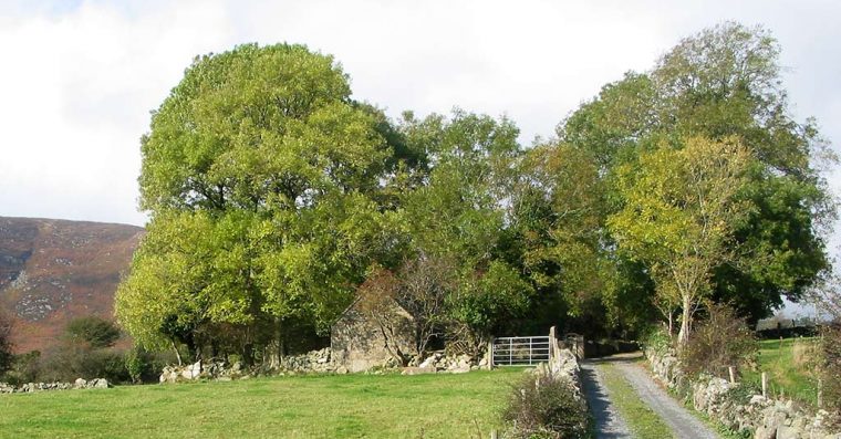 Trees at the edge of a field
