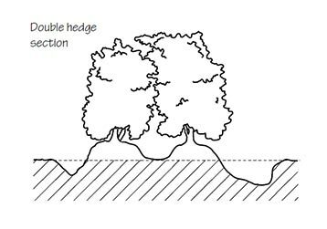 double-hedge Section of a double hedge