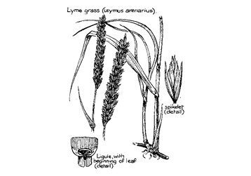 lyme-grass Lyme grass