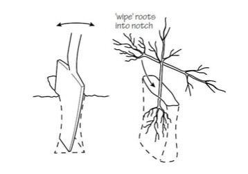 notch Notch planting a small tree