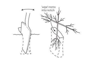 notch-planting-small-tree Notch planting a small tree