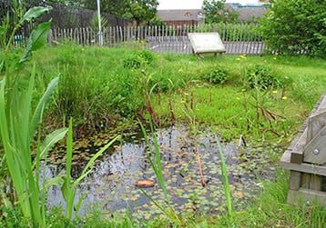 pond A pond in an urban garden