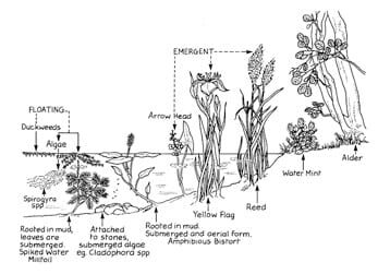 vegetation Illustration of a section of a pond