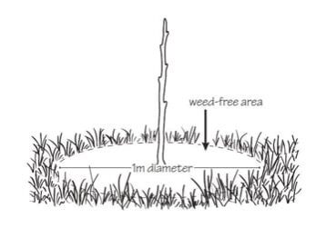 weeds Weed free area around a young tree